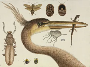 Etching Gallery: Plate from The Natural History of Carolina by Mark Catesby
