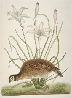 Plate from The Natural History of Carolina by Mark Catesby