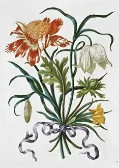 Anna Maria Sibylla Merian Gallery: Plate from New Book of Flowers (1680)