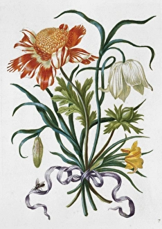 Anna Maria Sibylla Merian Gallery: Plate from New Book of Flowers (1680)