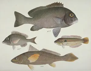 Spiked Prints: Plate106 from the John Reeves Collection