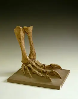 Claw Prints: Plateosaurus