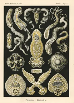 Platodes worms, flatworms and tapeworms Platodes worms, flatworms and tapeworms
