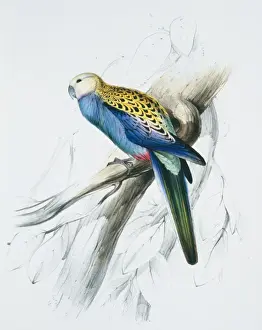 Headed Prints: Platycercus adscitus palliceps, pale-headed rosella