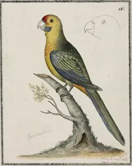 Lorikeet Prints: Platycercus caledonicus, green rosella