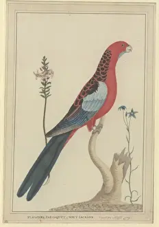 Platycercus Prints: Platycercus elegans, crimson rosella