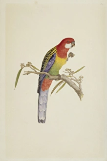 Alecto Gallery: Platycercus exmius, eastern rosella