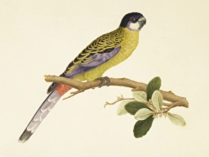 Alecto Gallery: Platycercus venustus, northern rosella
