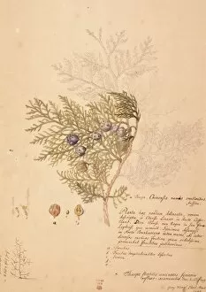 Georg Dionysius Ehret Collection: Platycladus orientalis, oriental arborvitae