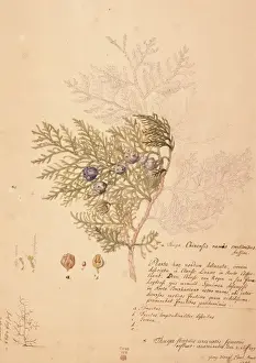 Ehret Prints: Platycladus orientalis, oriental arborvitae