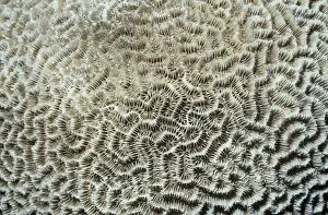 Anthozoan Gallery: Platygyra daedalea, brain coral