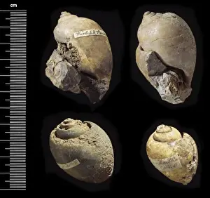 Gastropod Prints: Platyphysa prinsepi, freshwater snails