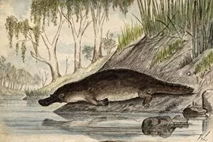 Images Dated 7th September 2011: Platypus