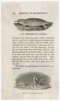 Engraved Collection: Platypus (Bewick)