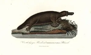 Platypus, Ornithorhynchus anatinus