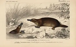 Platypus, Ornithorhynchus anatinus