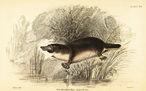 Lizars Prints: Platypus, Ornithorhynchus anatinus