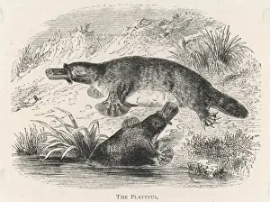 Platypus Pair