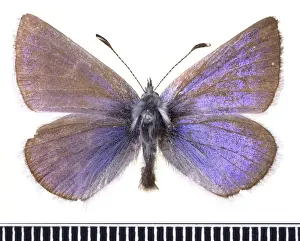 Plaucopsyche lygdamus, xerces blue