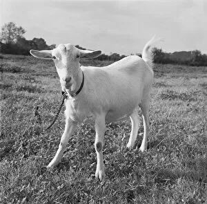 1956 Gallery: A Playful Goat, Worcestershire