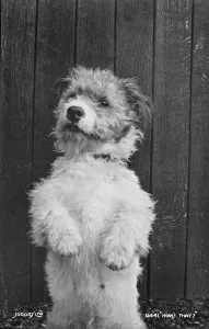 Curious Prints: A Playful Pup