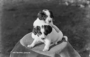 Adorable Prints: Playful Puppies