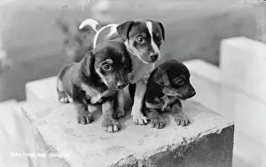 Adorable Prints: Three Playful Puppies