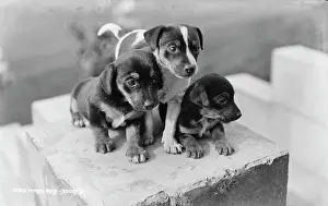 Adorable Prints: Three Playful Puppies