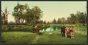 Pleasant Prints: A pleasant pasture