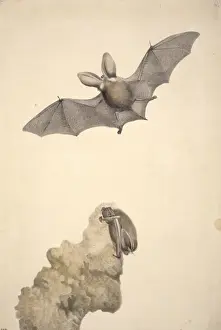Plecotus auritus, brown long-eared bat