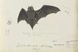 Hodgson Prints: Plecotus darjilingensis, paskan (with skull and stomach)