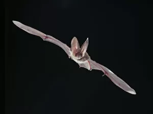 Photograph Gallery: Plecotus sp. long-eared bat