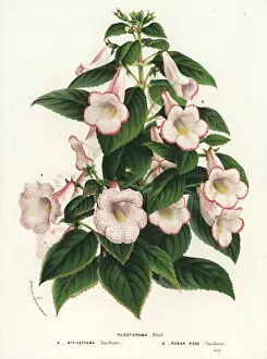 Plectopoma myriostygma and Plectopoma ruban rose