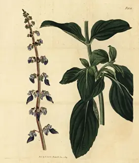 Plectranthus forskohlii