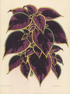 Variegated Prints: Plectranthus scutellarioides variety, Duchess of Edinburgh