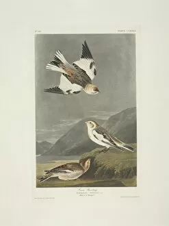 American Sparrow Collection: Plectrophenax nivalis, snow bunting