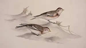Plectrophenax nivalis, snow bunting
