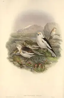 Plectrophenax nivalis, snow bunting