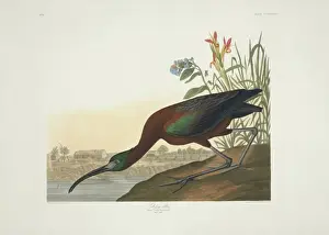 Plegadis falcinellus, glossy ibis