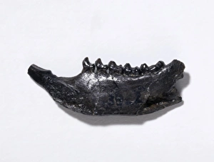 Palaeogene Gallery: Plesiadapis fodinatus, primate