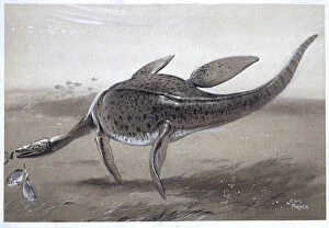 1910 1961 Collection: Plesiosaur