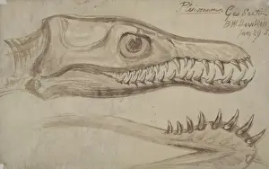 Plesiosaurus