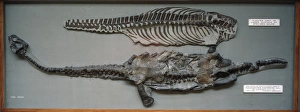 Extinct/Plesiosaurs