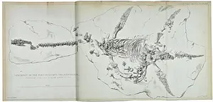 Anning Prints: Plesiosaurus dolichodeirus