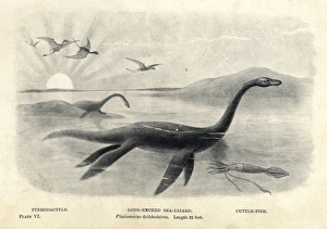 Extinct/Plesiosaurus