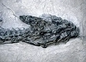 Anning Prints: Plesiosaurus dolichodeirus: Head only