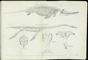 Communis Prints: Plesiosaurus Dolichodeirus and Ichthyosaurus Communis