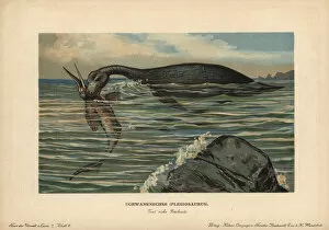 Tiere Gallery: Plesiosaurus, extinct genus of marine sauropterygian
