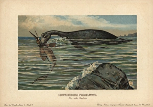 Tiere Gallery: Plesiosaurus, extinct genus of marine sauropterygian