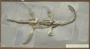 Extinct/Plesiosaurs